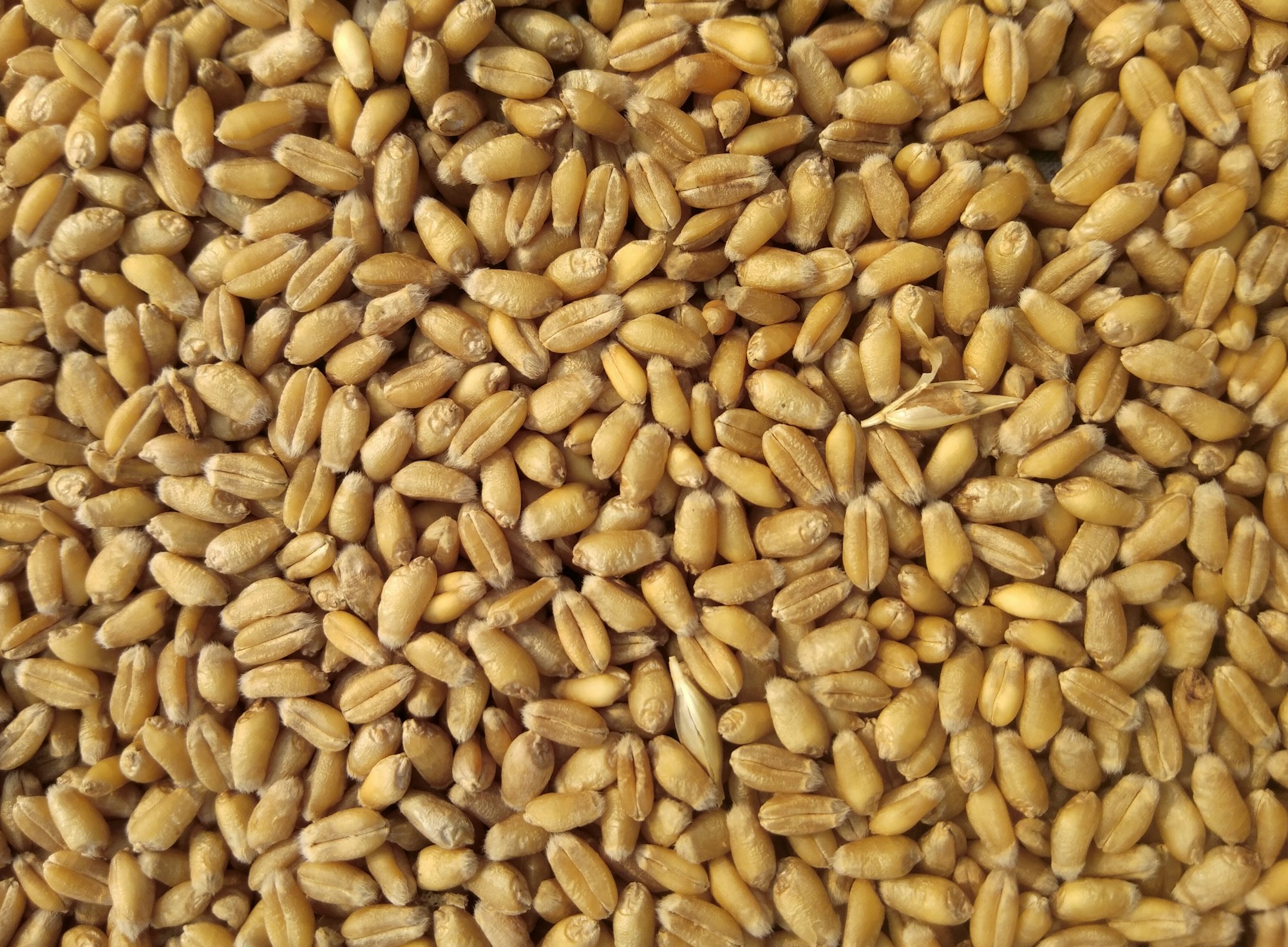 Combine at work in golden field
