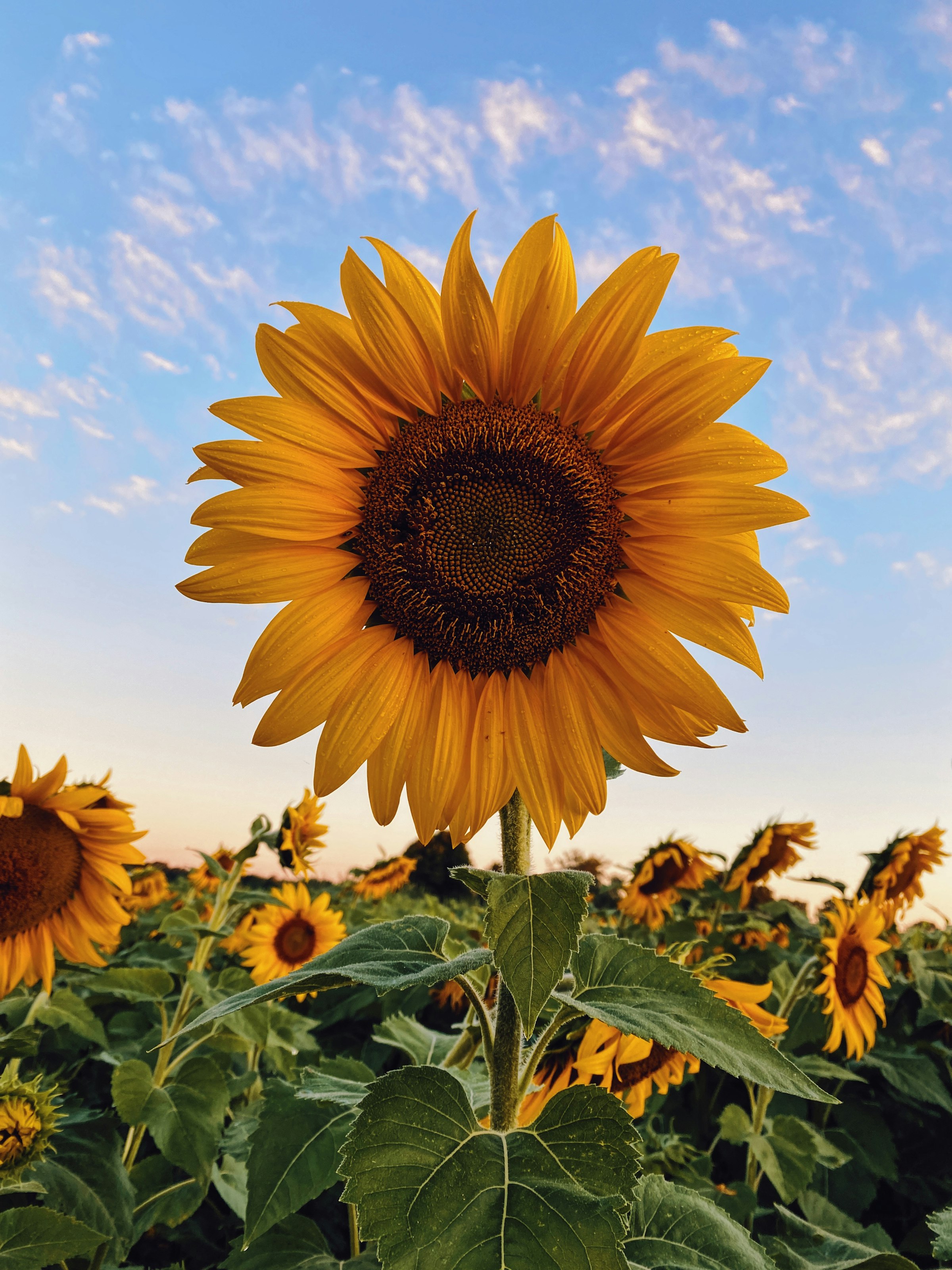 Sunflower field at harvest